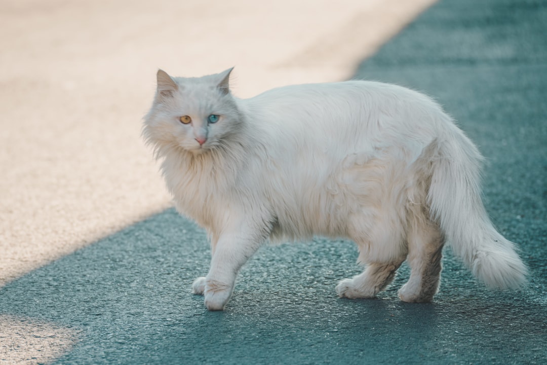 Unneutered Male Cats (Image Credits: Unsplash)