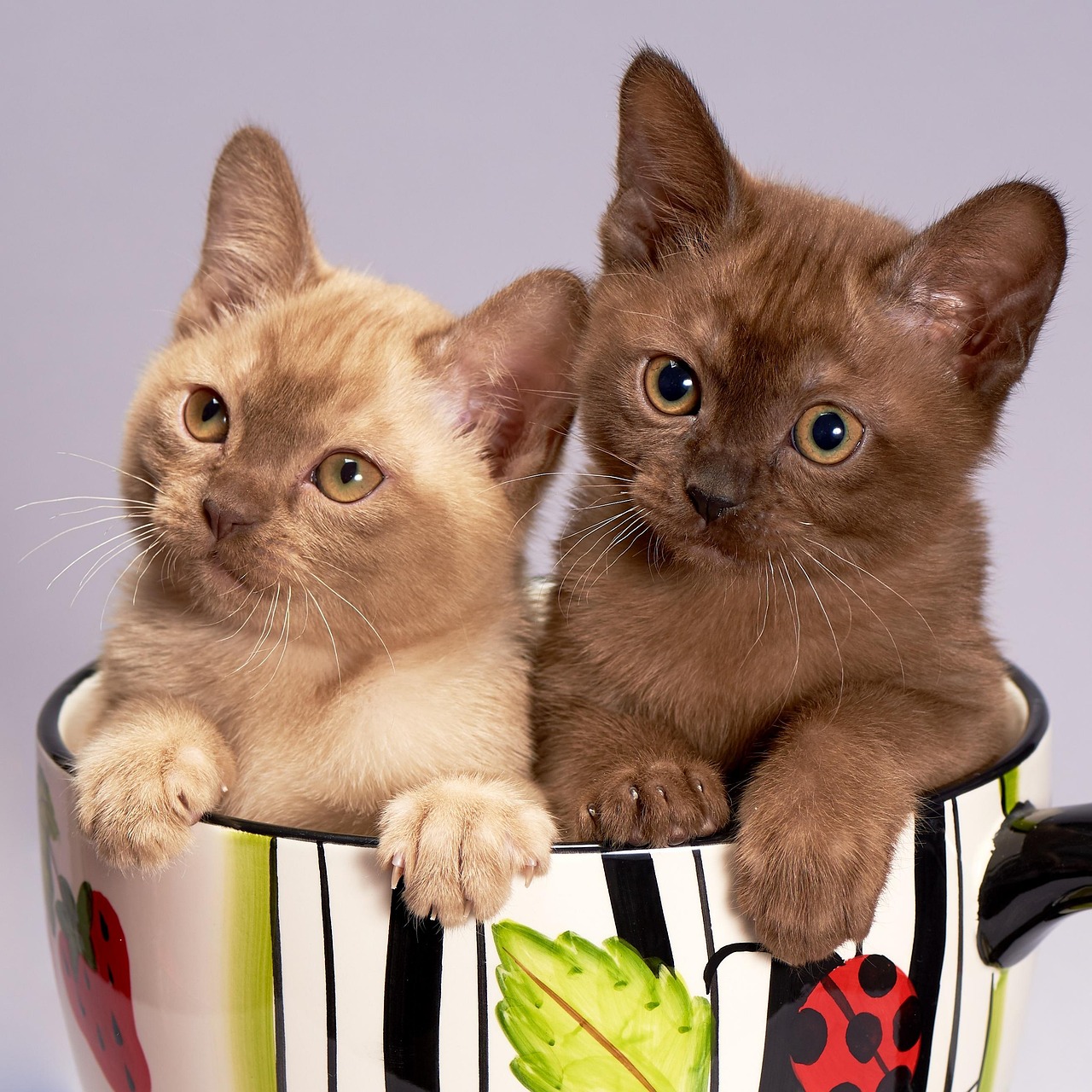 Burmese (Image Credits: Pixabay)