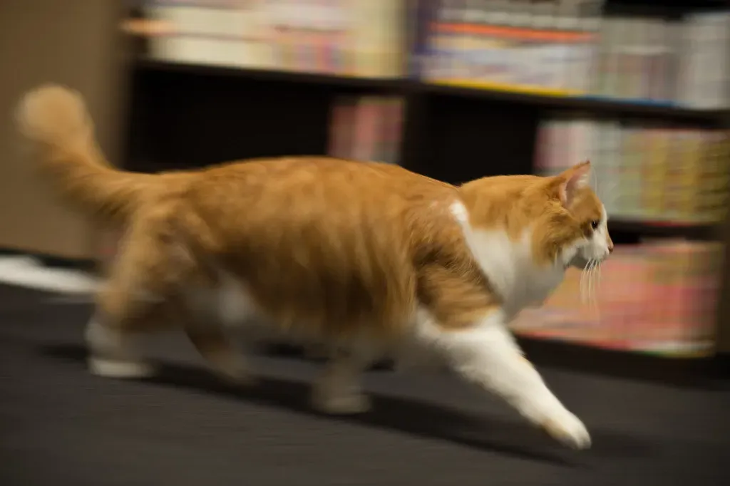 Zoomies as an Emotional Outlet: Joy, Excitement, and Relief (Takashi(aes256), Flickr, CC BY-SA 2.0)