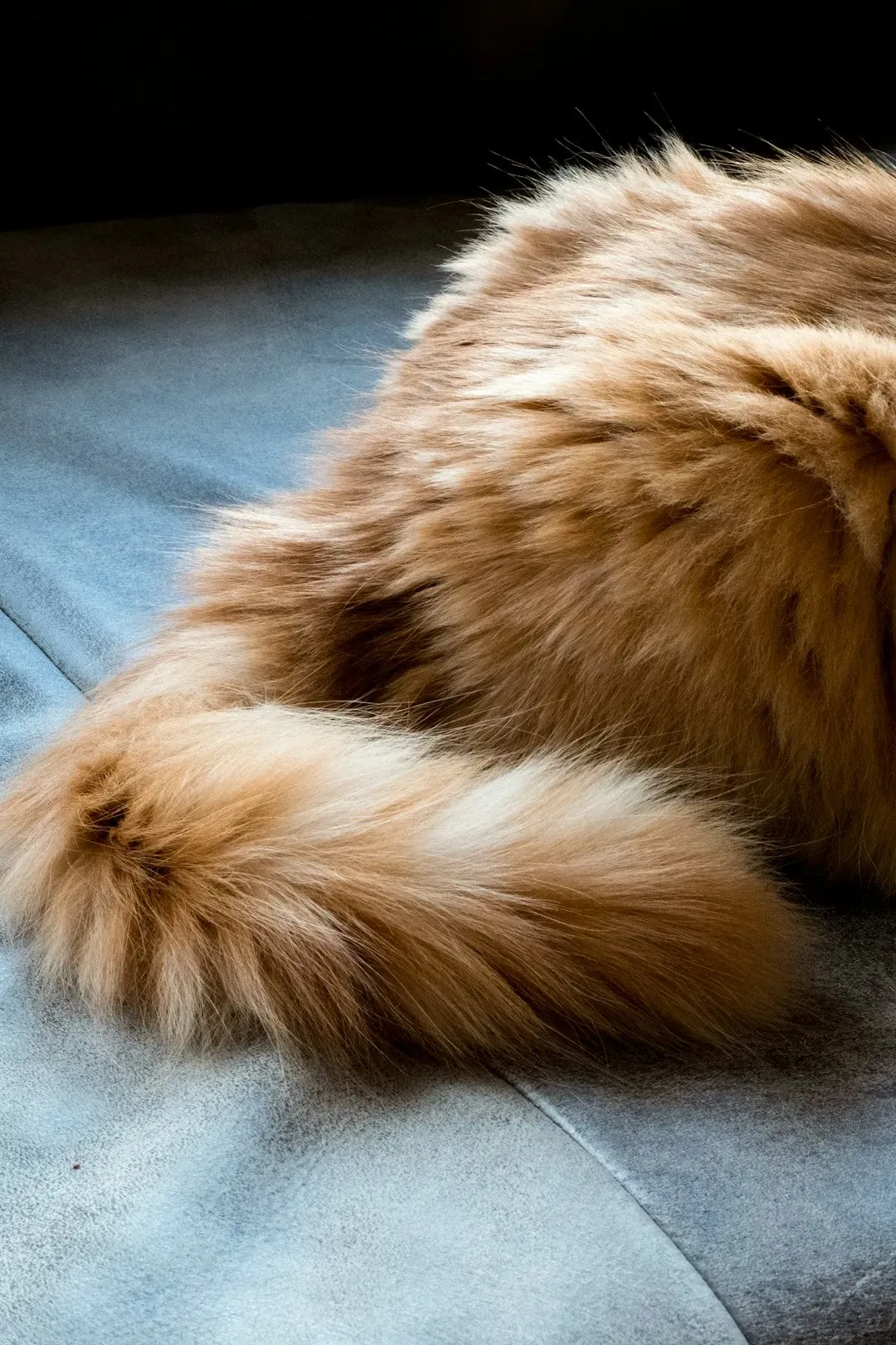 #10 - Wrapping Its Tail Around Your Leg Or Calf (Image Credits: Unsplash)