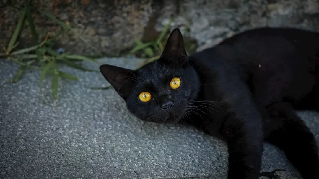 Black Cats Bring Good Fortune in Many Cultures (Image Credits: Unsplash)