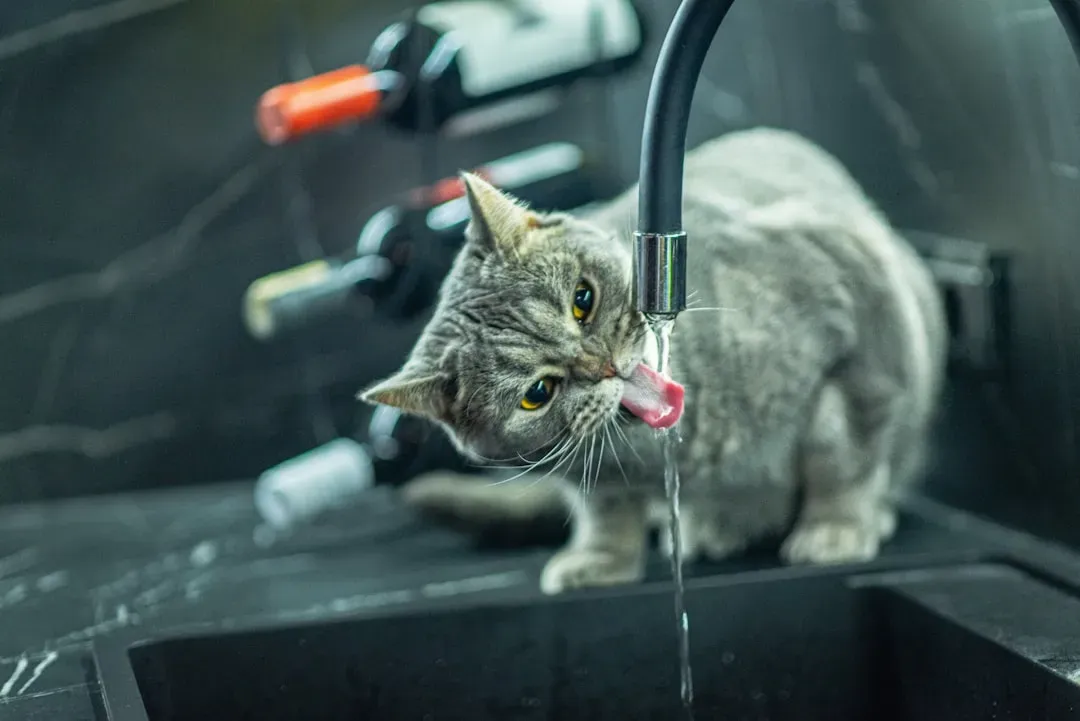 Faucet Obsession and Your Cat's Health: When to Pay Attention (Image Credits: Unsplash)