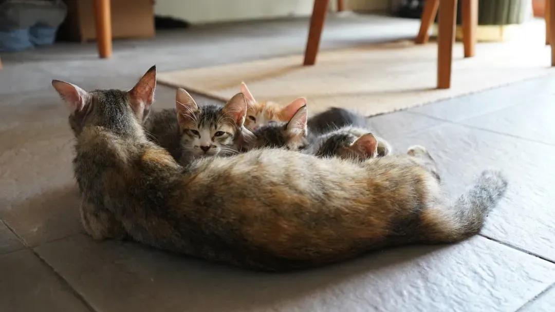 From Kittenhood to Adulthood: Early Imprinting (Image Credits: Unsplash)