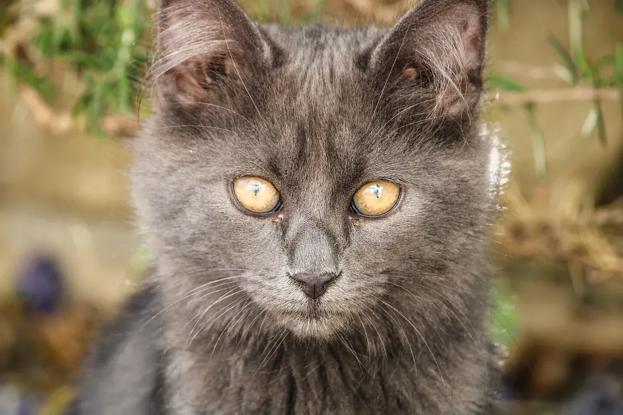 The Healing Frequency Hidden in Every Purr (Image Credits: Pixabay)