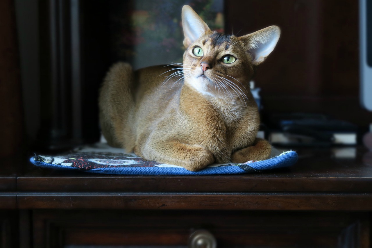 Abyssinian - The Curious Detective (Image Credits: Pixabay)