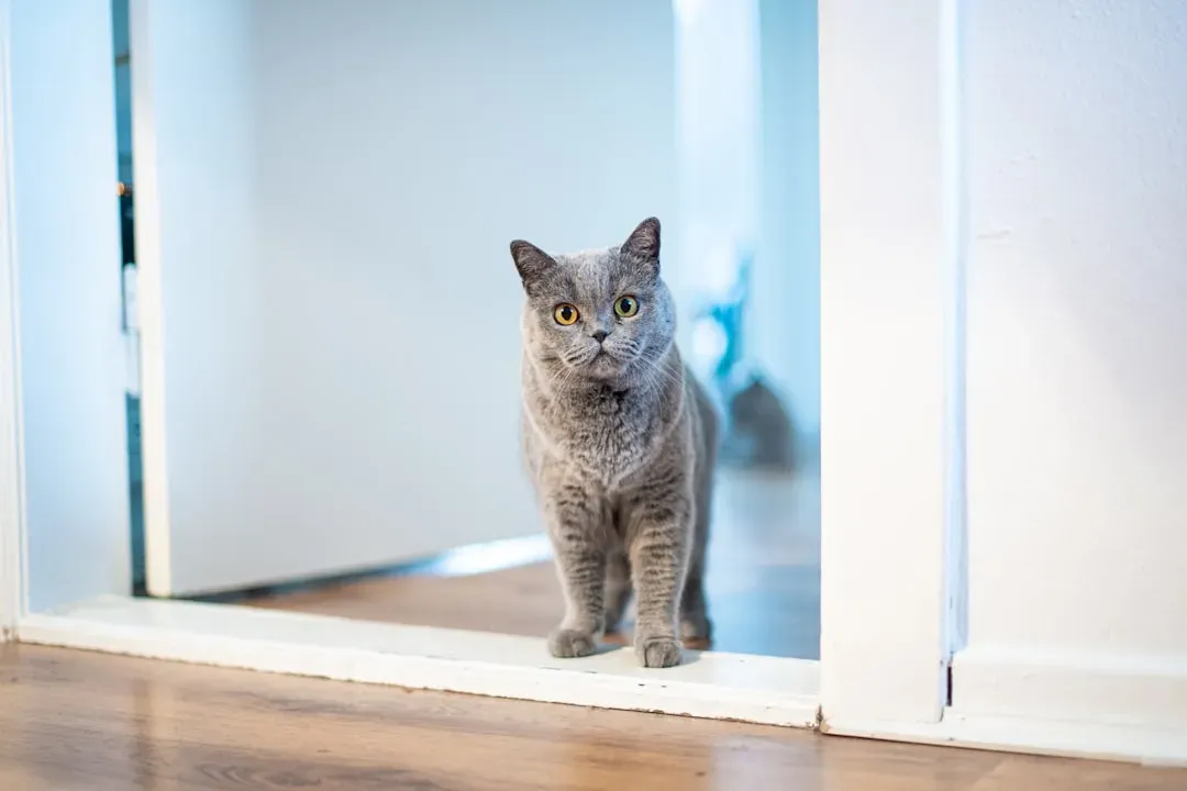 Your Cat Hates Closed Doors and Being Excluded From “Important” Moments (Image Credits: Unsplash)