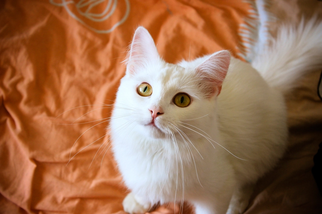 Turkish Angora: The Elegant Princess (Image Credits: Rawpixel)