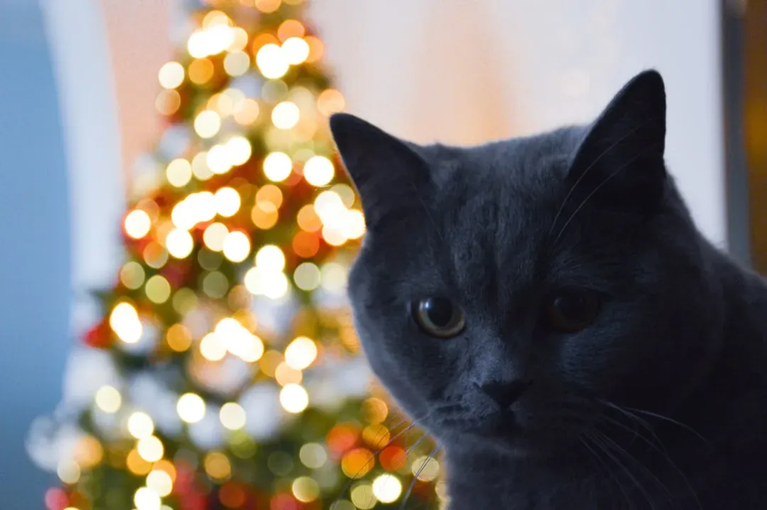 Cancer: The Homebody with a British Shorthair Buddy (Image Credits: Unsplash)