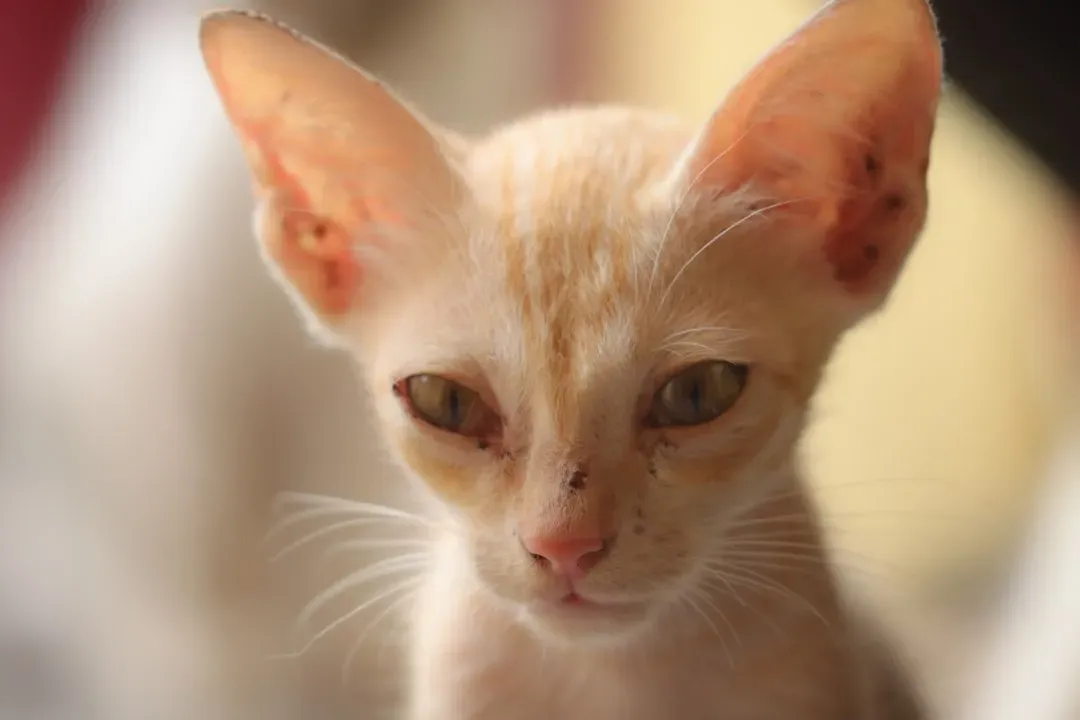 Recognizing the Warning Signs Early (Image Credits: Unsplash)