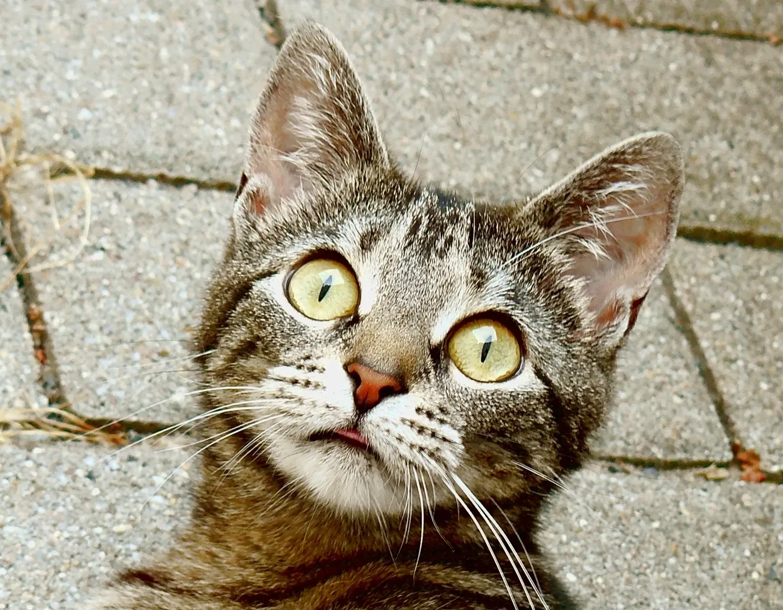 The Verdict on Cat Logic (By WatchduckYou can name the author as "T. Piesk", "Tilman Piesk" or "Watchduck"., CC BY 3.0)