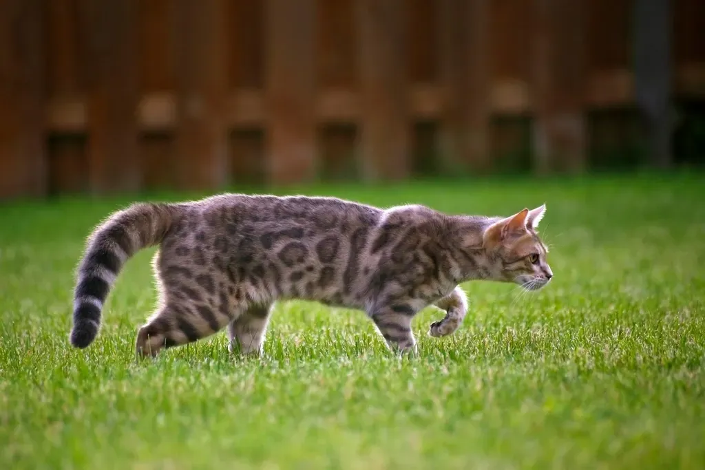 2. Bengal: The Wild-Spirited Explorer (Image Credits: Rawpixel)