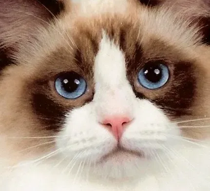 A Lap Cat Who Goes Limp with Love (Image Credits: Flickr)