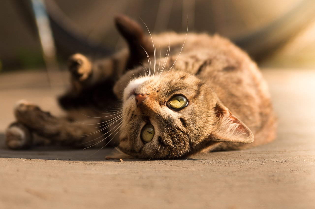 The Complex Scent Gland Network (Image Credits: Wikimedia)