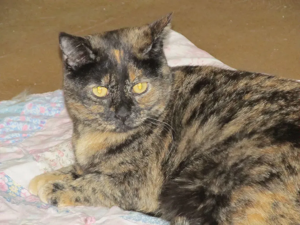 Nighttime Watching Isn't Random (Image Credits: Flickr)