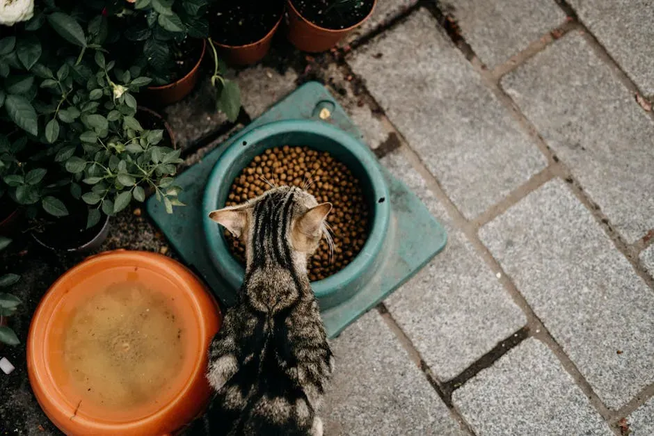 Your Cat Suddenly Refuses Food They Previously Loved (Image Credits: Pexels)