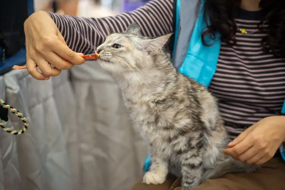 What This Means for Your Relationship With Your Cat (Image Credits: Pexels)