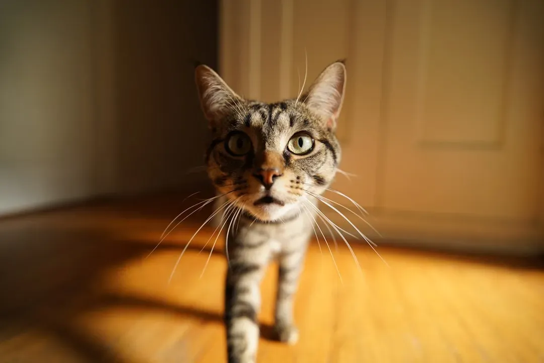 #6 Following you from room to room without being called (Image Credits: Unsplash)