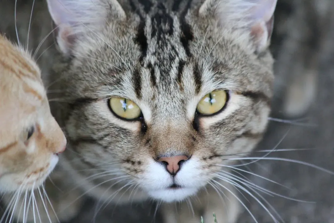 Conclusion: Rewriting What Aloofness Really Means (Image Credits: Unsplash)