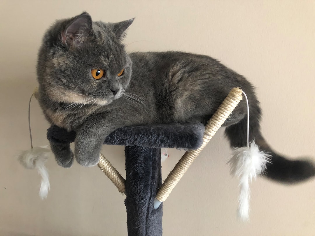 The High Perch Seeker: Cats Who Choose Elevated Views (Image Credits: Unsplash)