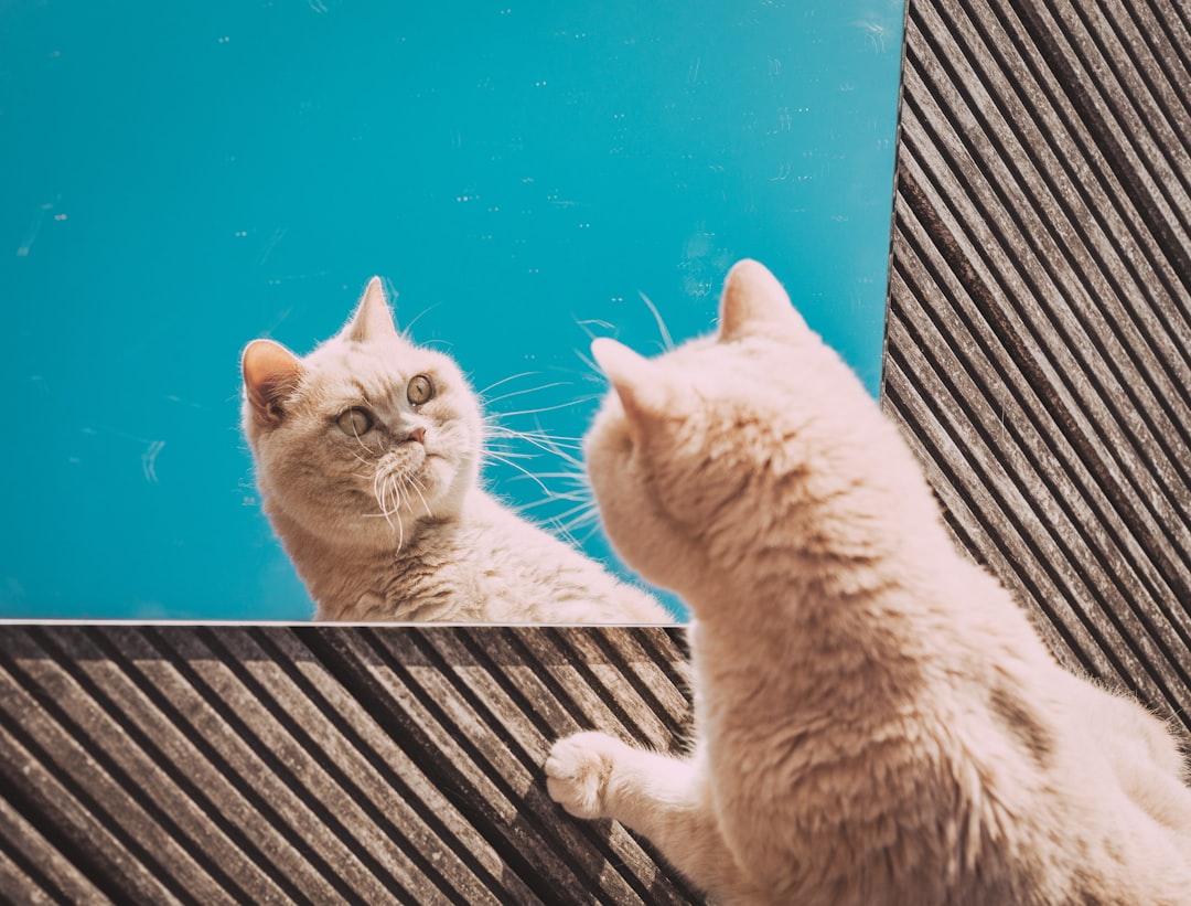 What Research Reveals About Cats and Mirrors (Image Credits: Unsplash)