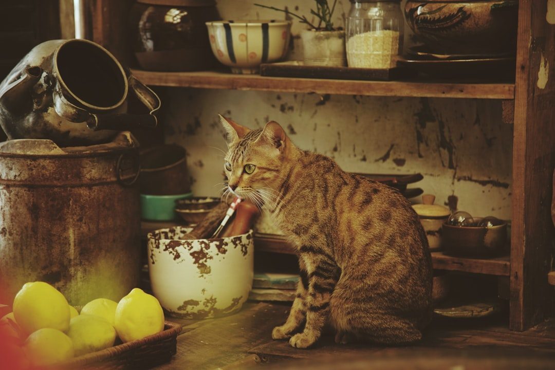 The Counter Surfing Expedition (Image Credits: Unsplash)