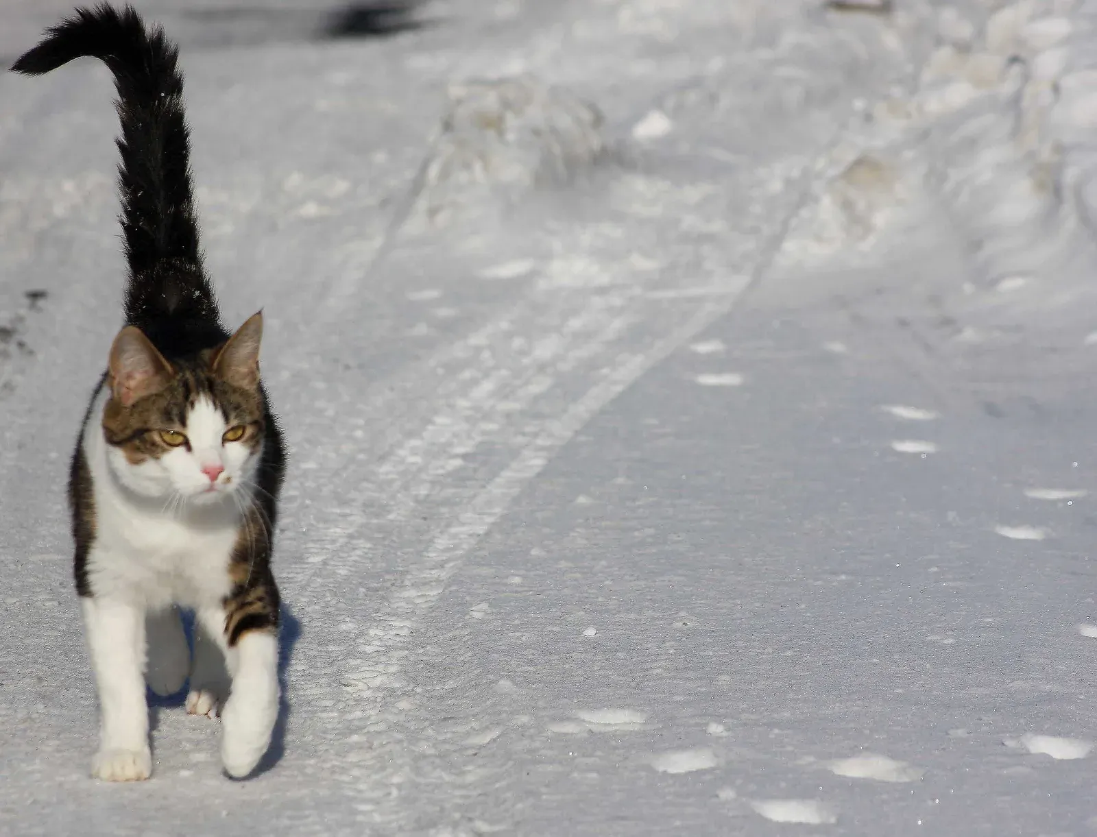 A Tail Held High with a Question Mark Curve (Image Credits: Wikimedia)