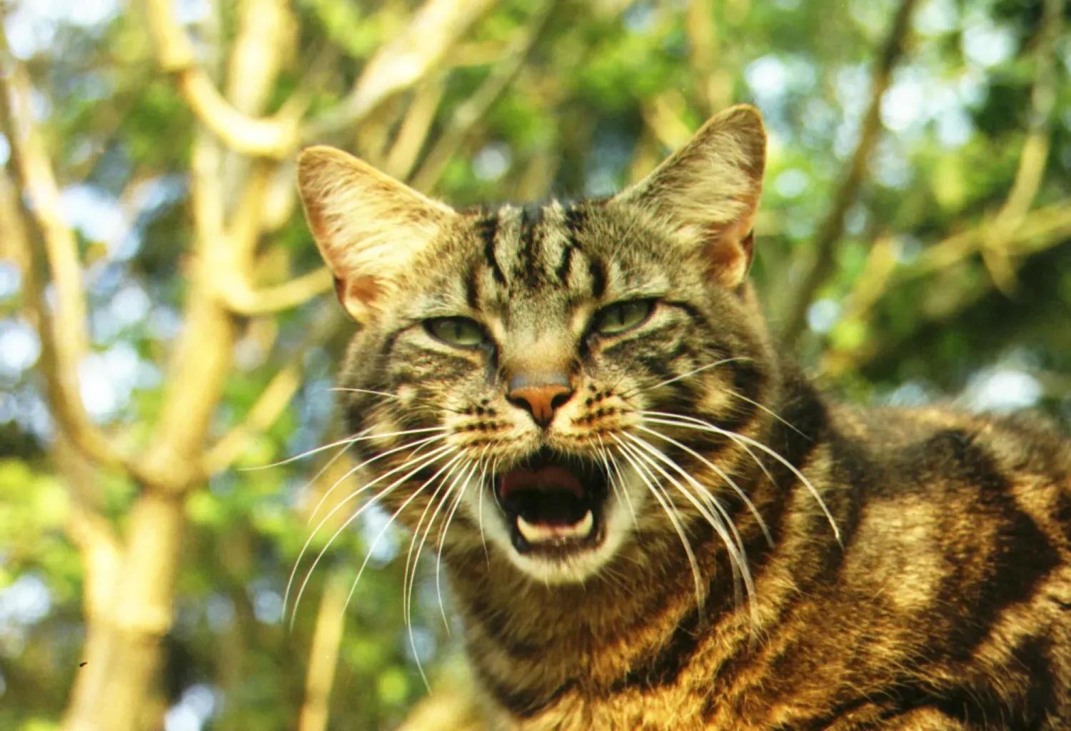 The Silent Meow: When Sound Disappears (Image Credits: Wikimedia)