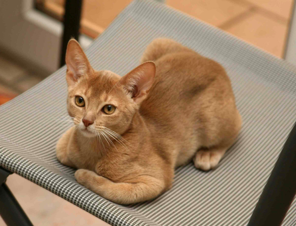 Abyssinian (Image Credits: Wikimedia)