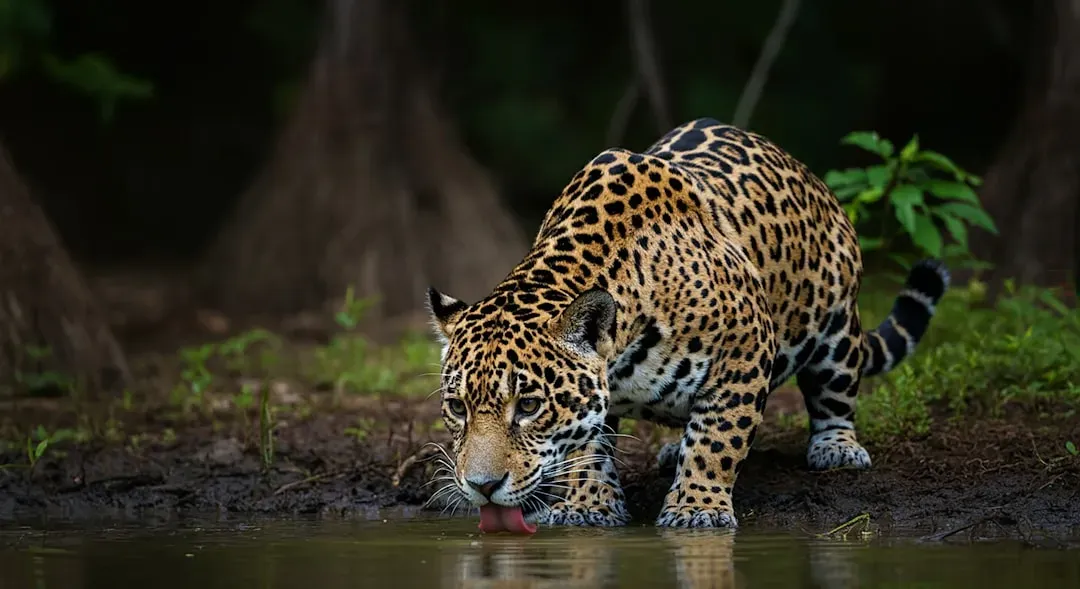 #4 An Apex Predator That Hunts Other Apex Predators (Image Credits: Unsplash)