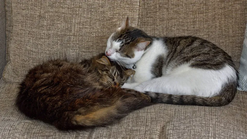 They Need Friends and Constant Social Interaction (Image Credits: Flickr)