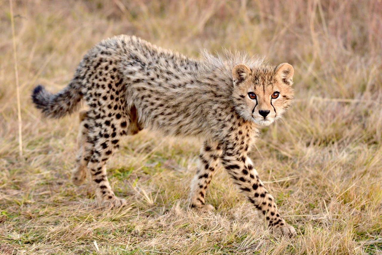 Cheetah: Racing Against Extinction (Image Credits: Pixabay)