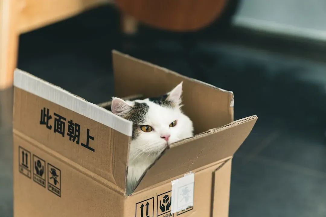 Curiosity and Novelty Keep Boxes Interesting (Image Credits: Unsplash)