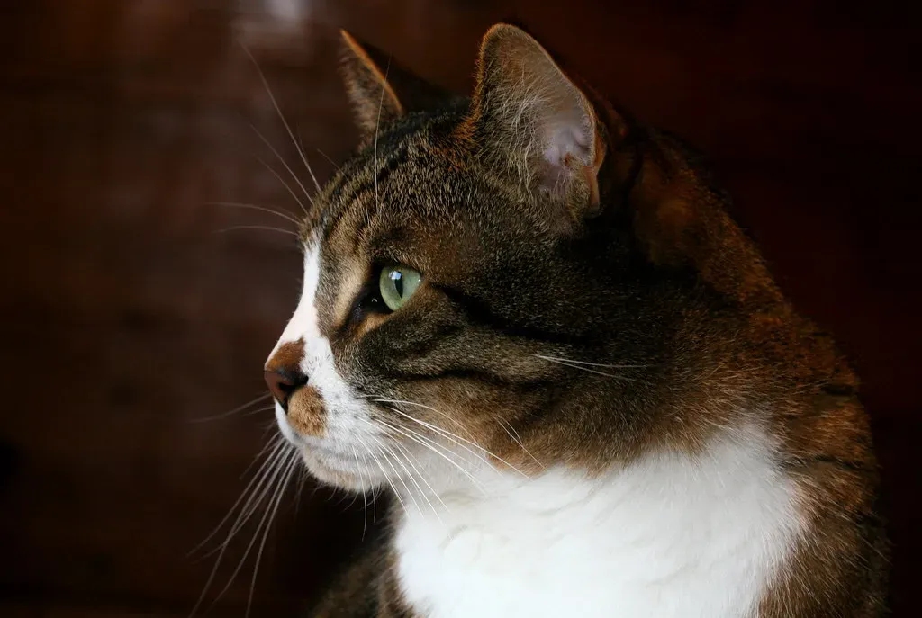 Environmental Triggers That Activate Guard Instincts (Image Credits: Flickr)