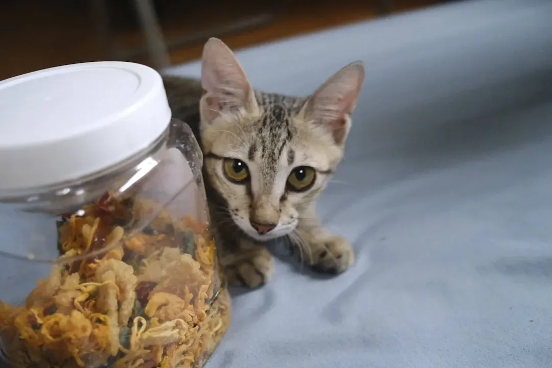 6. Food Containers and Snack Wrappers: Resource Testing and Scavenger Instincts (Image Credits: Unsplash)