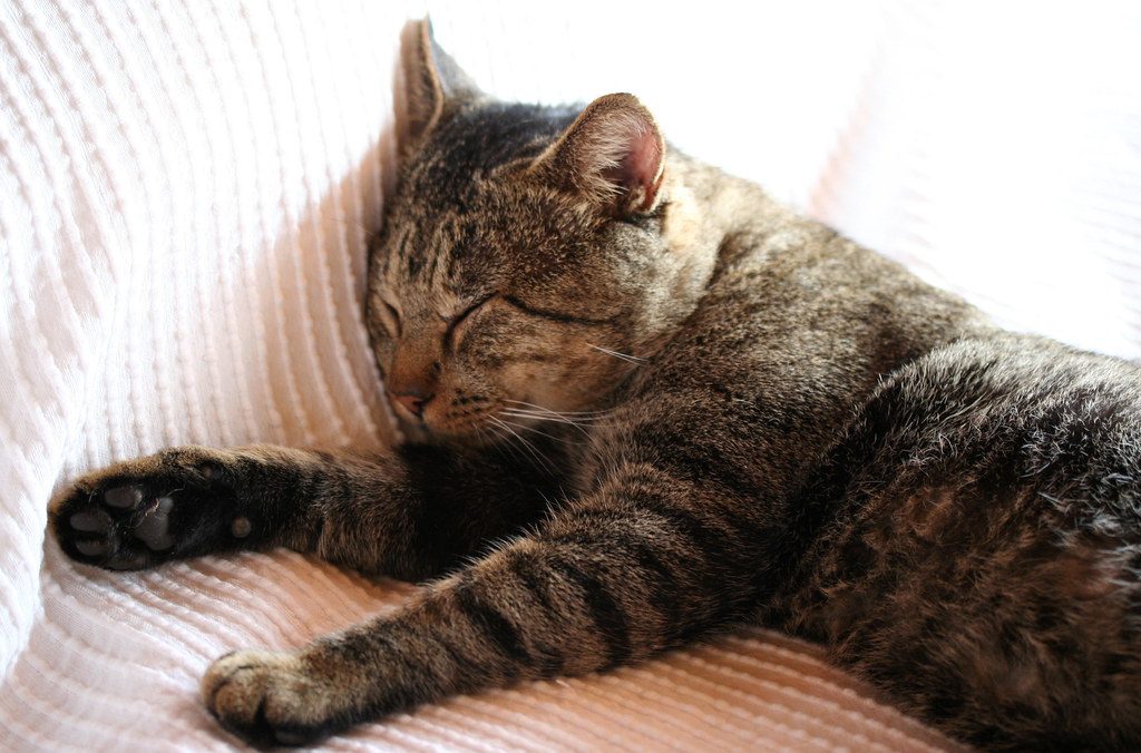 Do Cats Have Nightmares (Image Credits: Flickr)