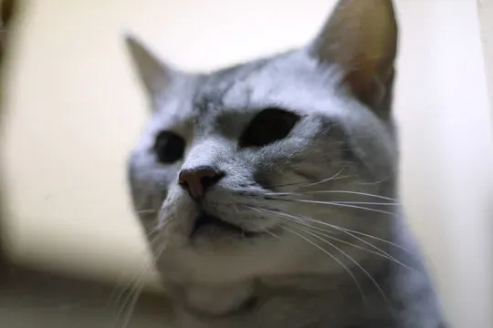 Pepper (Image Credits: Flickr)