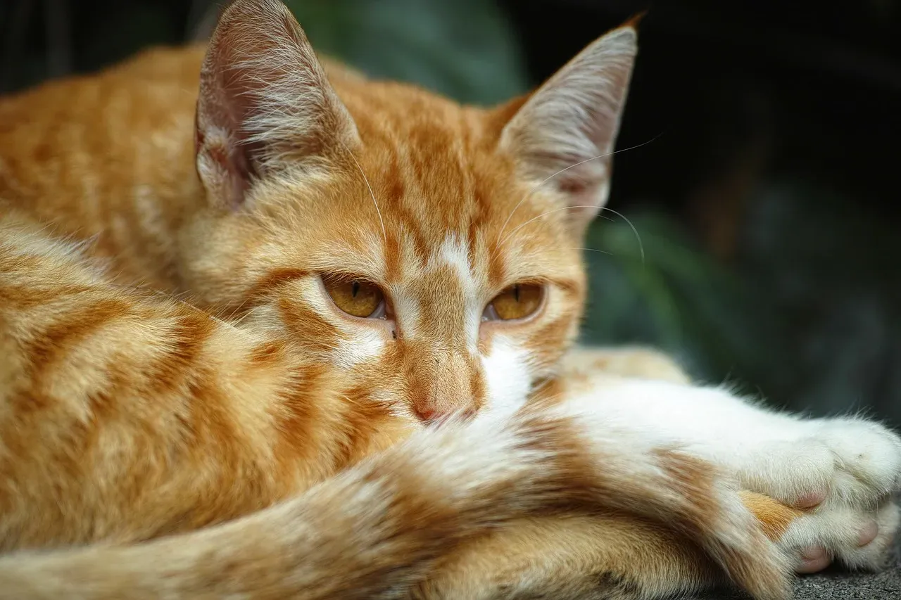 The Curled, Relaxed Tail: Comfort, Security, and Deep Relaxation (Image Credits: Pixabay)