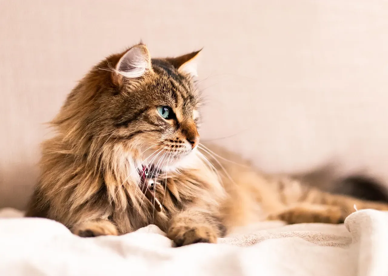 They're Always Listening, Even When They Look Bored (Image Credits: Pixabay)