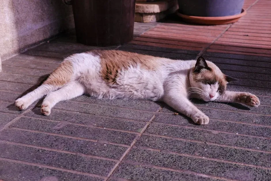 When Sleep Becomes a Warning Sign: Reading the Red Flags (Image Credits: Pexels)