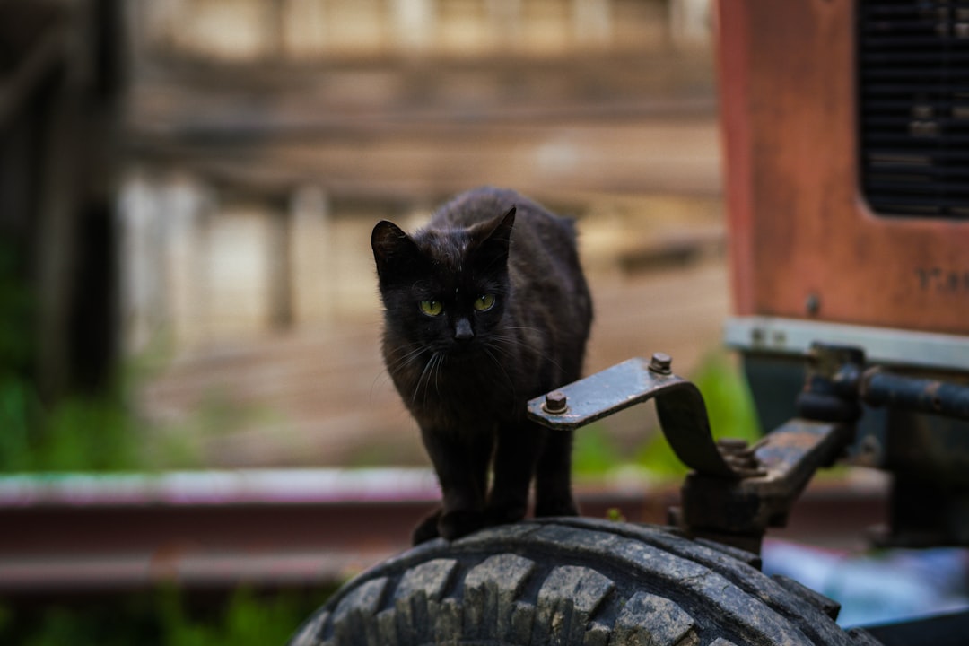 Marking Territory Around the House (Image Credits: Unsplash)