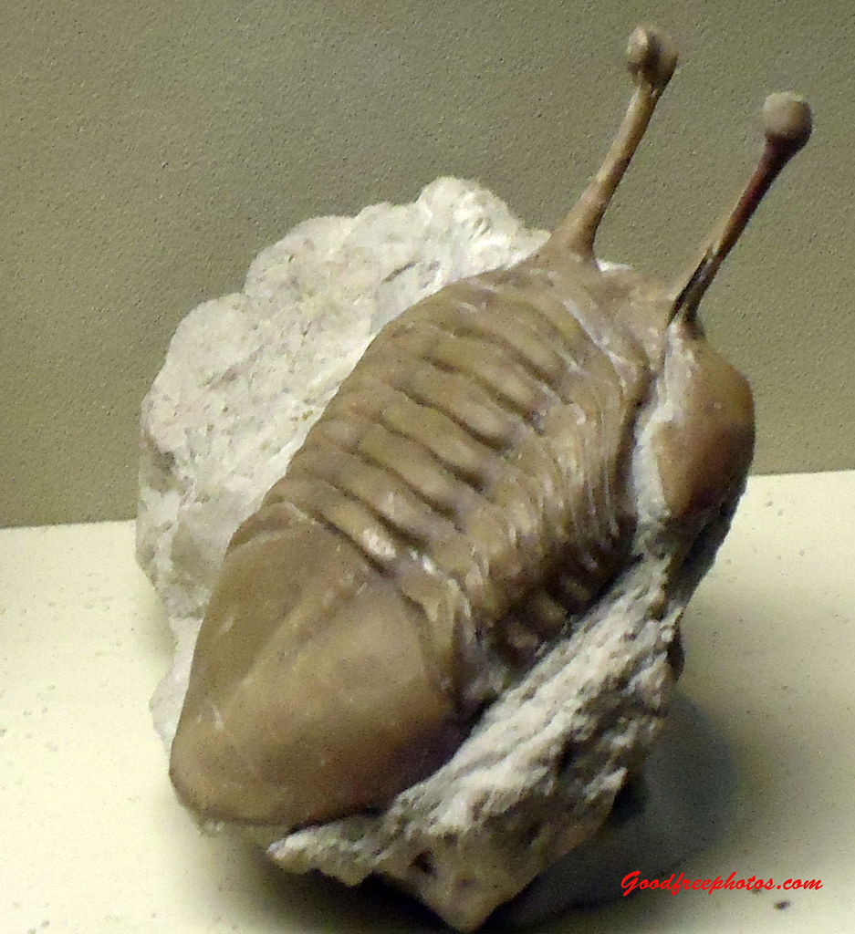 Three Distinct Eye Architectures (Image Credits: Flickr)