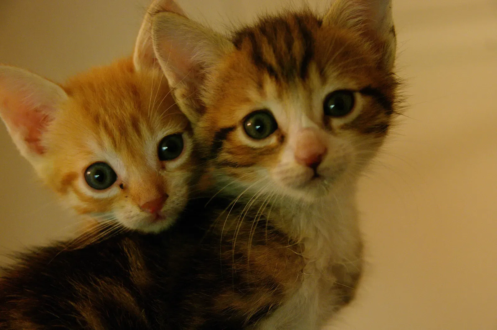 Early Life Experiences Shape Box Preferences (Image Credits: Wikimedia)