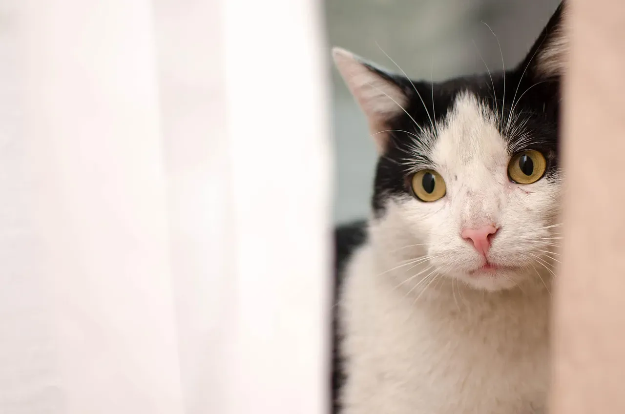 Myth 3: Cats Don't Care When You Leave (Image Credits: Pixabay)