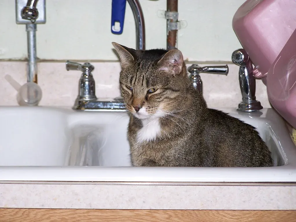 Curiosity and Routine: The Comfort of Predictability (Image Credits: Flickr)