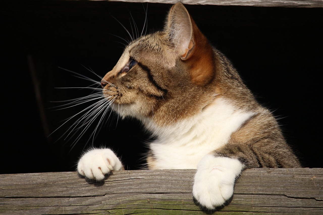 The Psychology Behind Cat-as-Child Behavior (Image Credits: Pixabay)