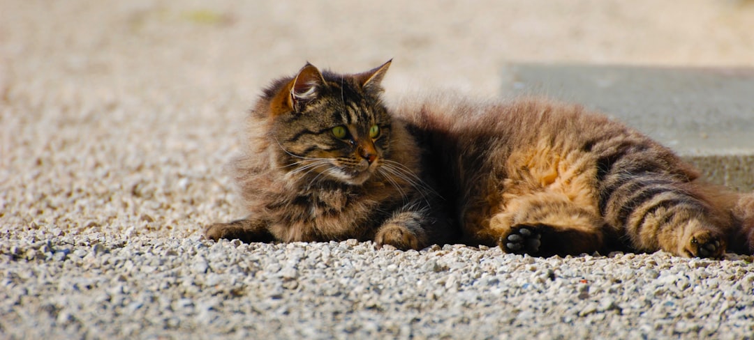 Conclusion (Image Credits: Unsplash)