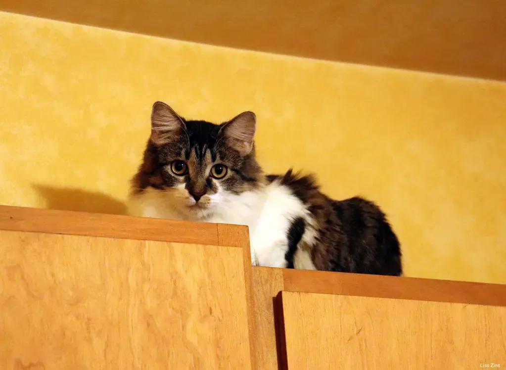 High Perches on Top of Cabinets (Image Credits: Flickr)