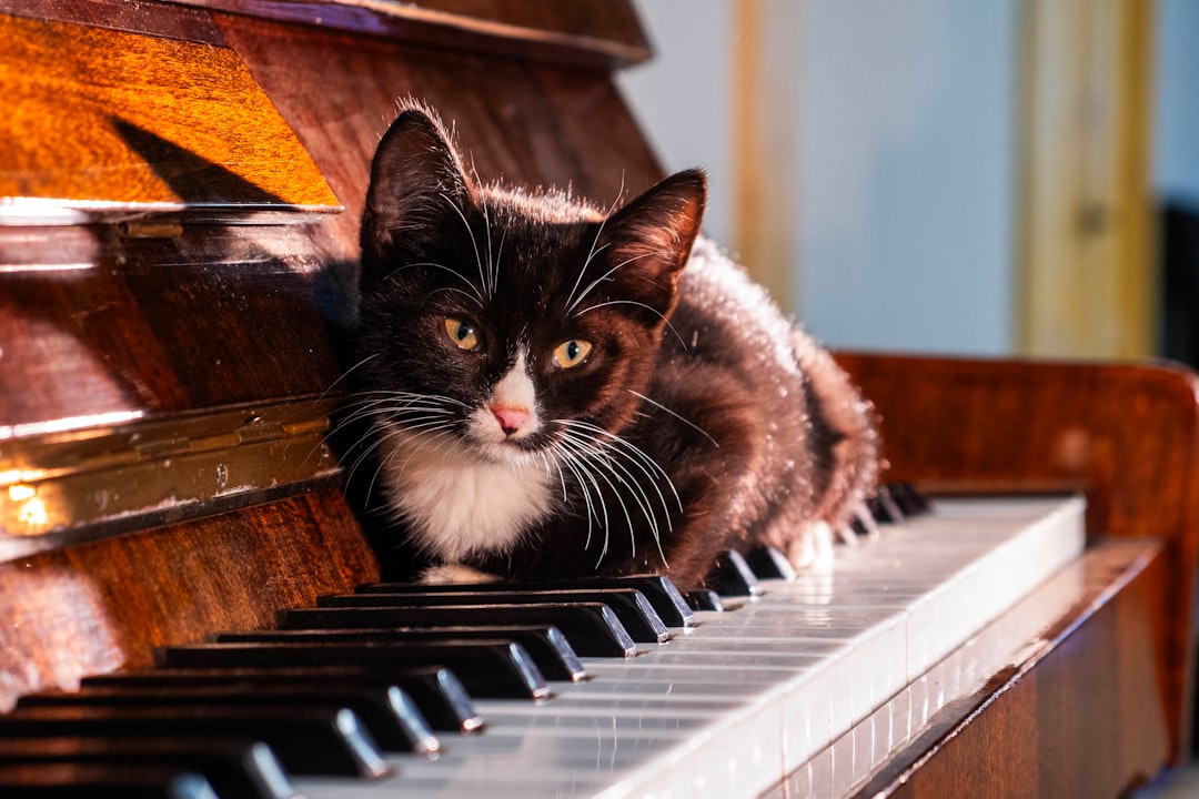 The Soothing Effect of Proper Music (Image Credits: Unsplash)