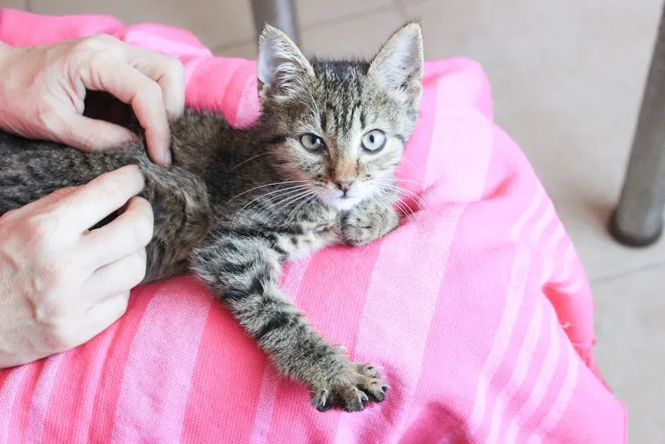 3. Kneading: The Softest Compliment You'll Ever Receive (Image Credits: Pexels)