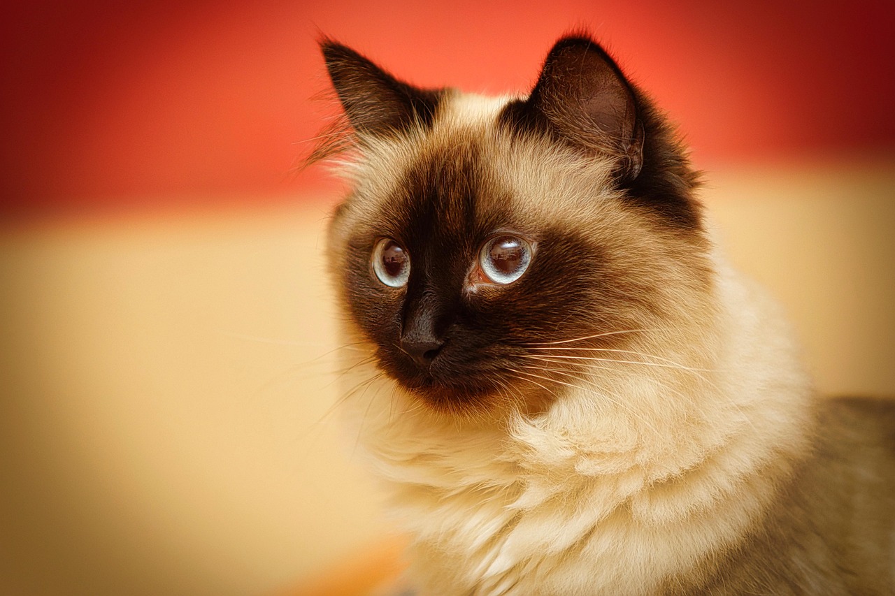 Birman Cats: The Sacred Temple Followers (Image Credits: Pixabay)